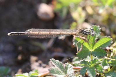 Agrion à larges pattes