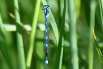 Agrion de Vander Linden