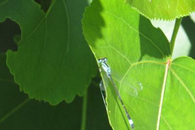 Agrion élégant