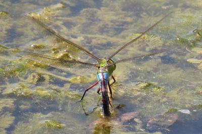 Anax empereur 