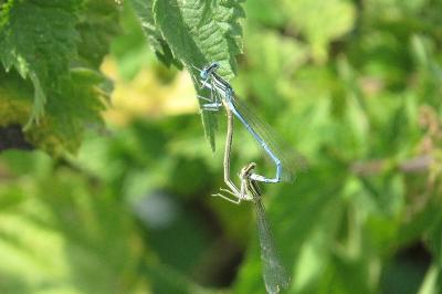 Agrion à larges pattes
