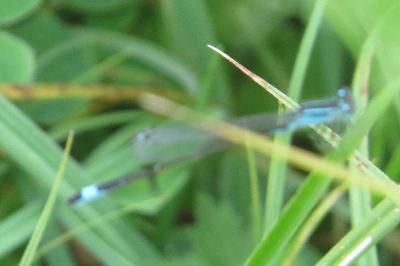 Agrion élégant