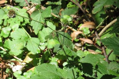 Leste vert