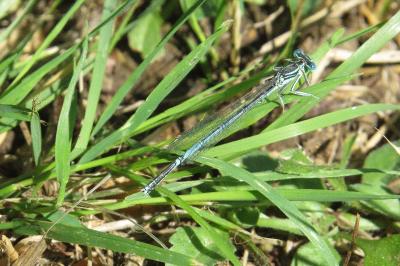 Agrion à larges pattes