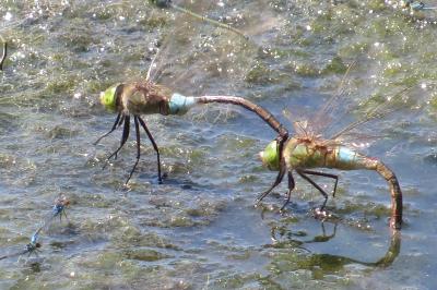 Anax napolitain 