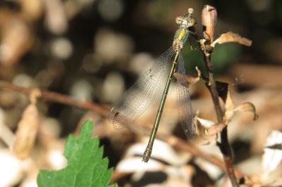 Leste vert