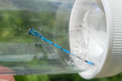 Agrion jouvencelle