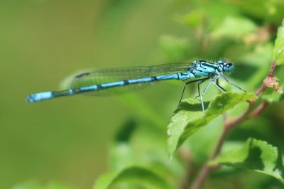 Agrion jouvencelle