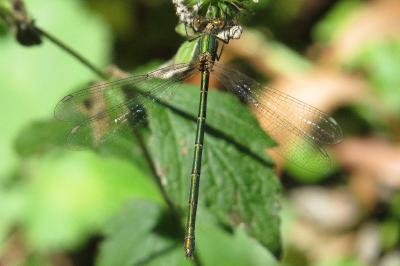 Leste vert