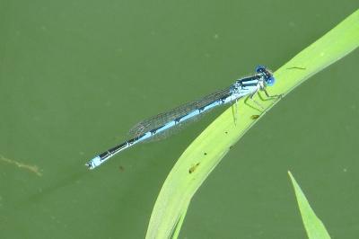 Agrion de Vander Linden