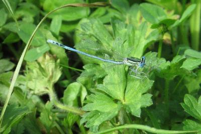Agrion à larges pattes