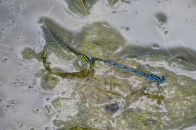 Agrion de Vander Linden