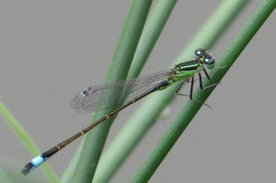Agrion élégant