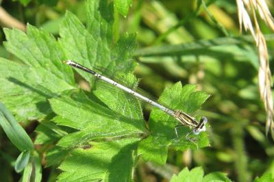 Agrion à larges pattes