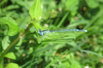 <i>Platycnemis pennipes</i>