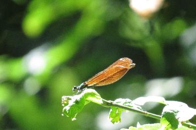 <i>Calopteryx virgo</i>