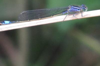 Agrion élégant