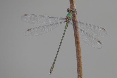 Leste vert