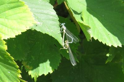 Agrion à larges pattes