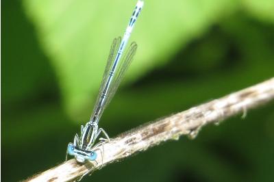 Agrion à larges pattes