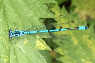 Agrion jouvencelle