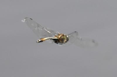 Cordulie bronzée 