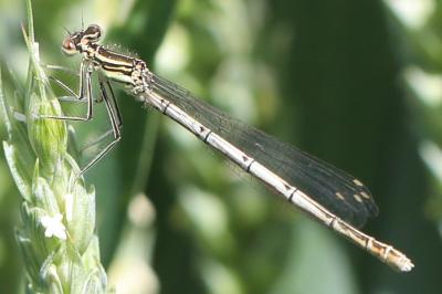 Agrion à larges pattes