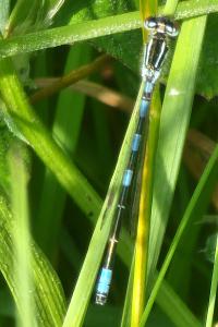 Agrion mignon 