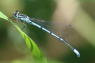 Agrion jouvencelle