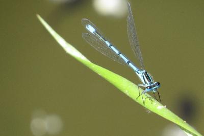 Agrion jouvencelle