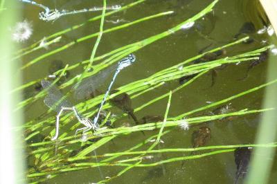 Agrion jouvencelle