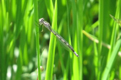 Agrion porte-coupe