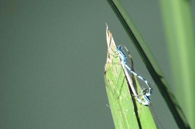 Agrion porte-coupe