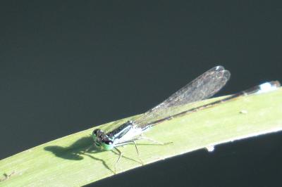 Agrion élégant
