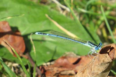 Agrion à larges pattes