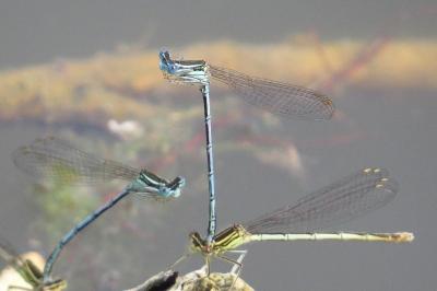 Agrion à larges pattes