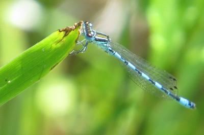 Agrion de Mercure