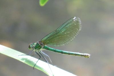 Caloptéryx éclatant