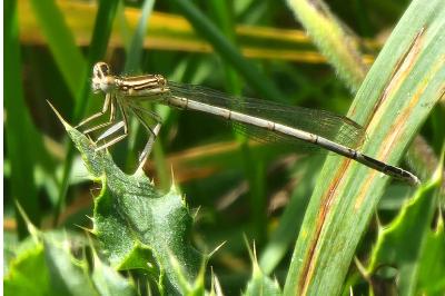Agrion à larges pattes