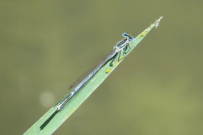 Agrion à larges pattes