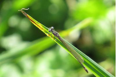 Agrion élégant
