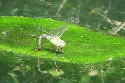 Anax empereur 