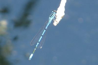 Agrion jouvencelle