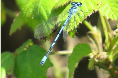 Agrion jouvencelle