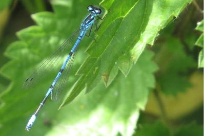 Agrion jouvencelle