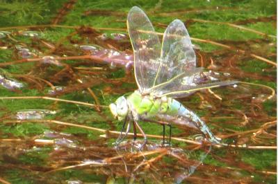 Anax empereur 