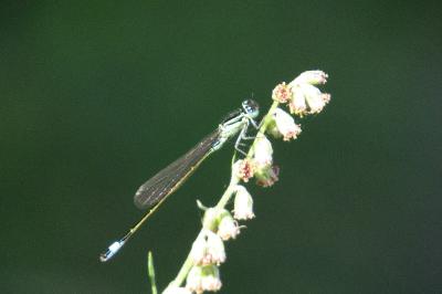 Agrion élégant