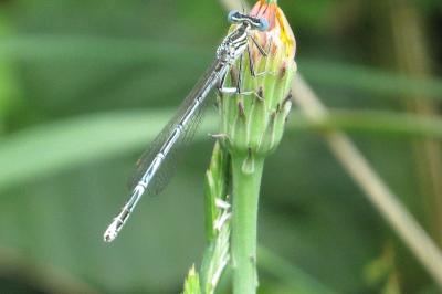 Agrion à larges pattes