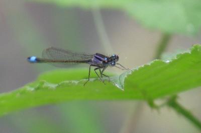 Agrion élégant