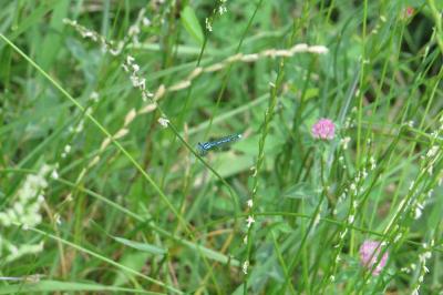 Agrion jouvencelle